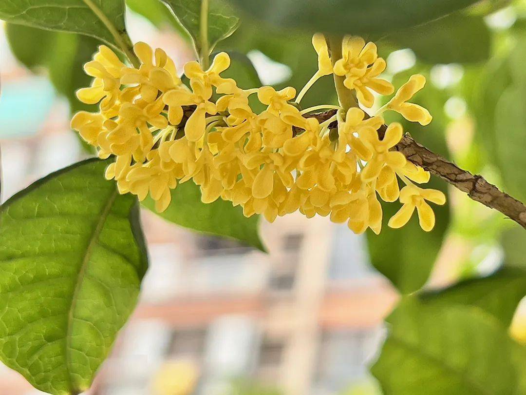 養生節氣秋分吃什么好_秋分節氣吃什么養生_秋分吃啥養生