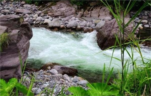 巴馬藤茶禁忌_巴馬藤茶是什么植物_巴馬養生藤茶
